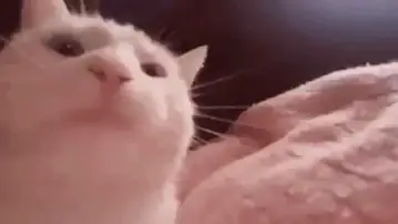 Rave Cat celebrating your new station